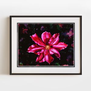 Clematis Dream | 12x16 Double Matted and Framed Paper