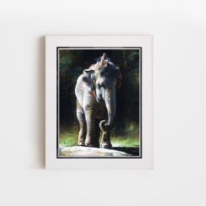 Endangerment | 8x10 Double Matted Paper