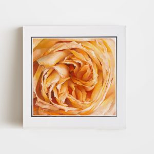 Peach Blossom | 8x8 Double Matted Paper