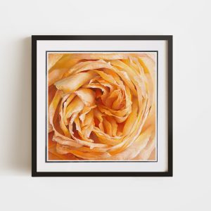 Peach Blossom | 12x12 Double Matted & Framed Paper Print