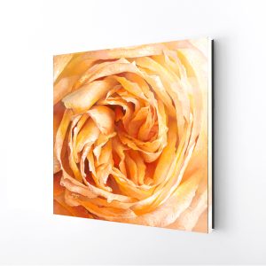 Peach Blossom | 12x12 Acrylic Wall Art